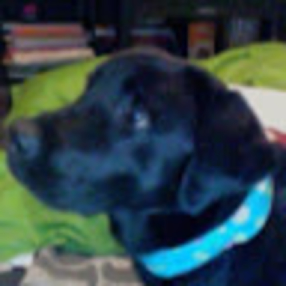 Meet your Posher, Sadie